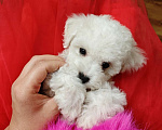 Собаки в Москве: Бишон фризе мини мальчик  Мальчик, 45 000 руб. - фото 1