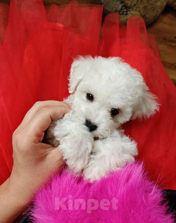 Собаки в Москве: Бишон фризе мини мальчик  Мальчик, 45 000 руб. - фото 1