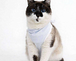 Кошки в Москве: Теона ищет дом Девочка, Бесплатно - фото 2
