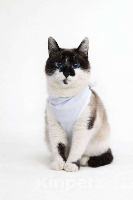 Кошки в Москве: Теона ищет дом Девочка, Бесплатно - фото 2