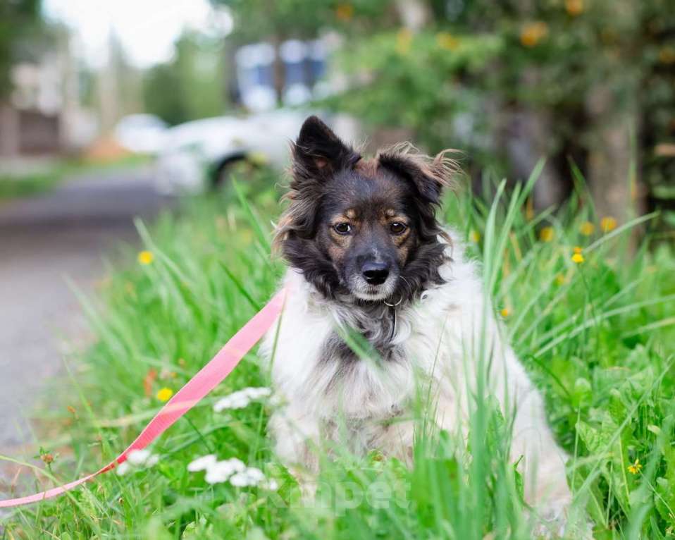 Собаки в Санкт-Петербурге: Хорошенькая диванная собачка Девочка, Бесплатно - фото 2