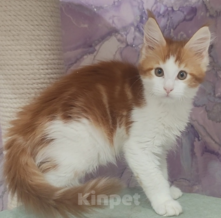 Кошки в Энгельс: Котята мальчики Мальчик, 50 000 руб. - фото 5
