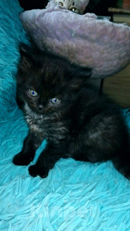 Кошки в Москве: Шотландские котята хайленд  Девочка, 8 000 руб. - фото 1