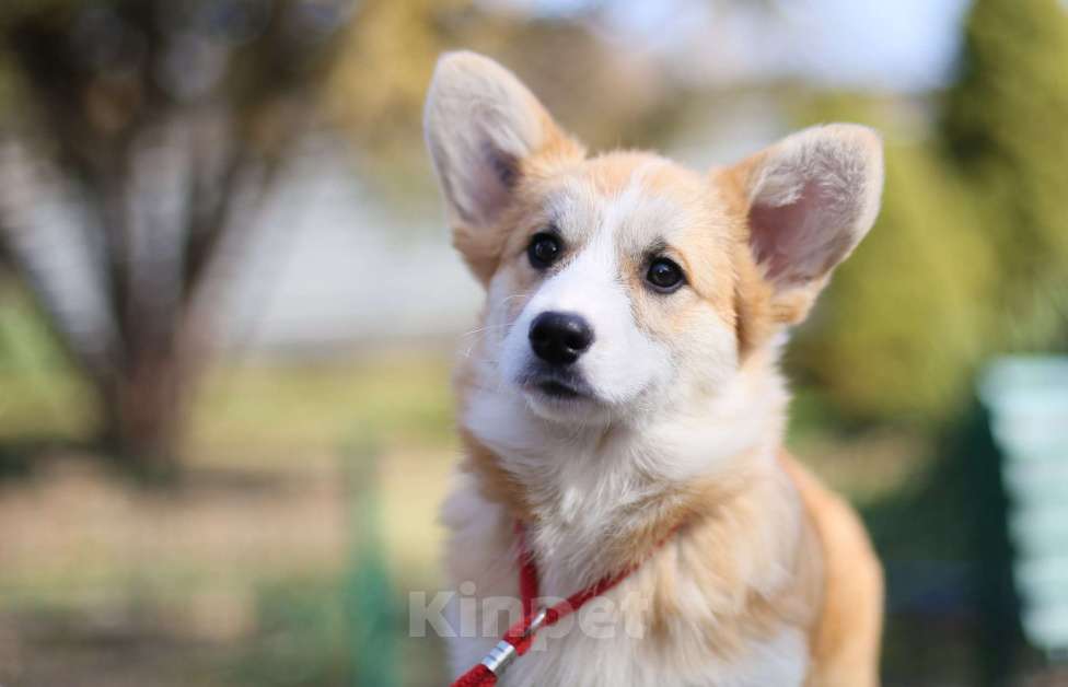 Собаки в Донецке: Продаются щенки вельш корги пемброк Девочка, 75 000 руб. - фото 1