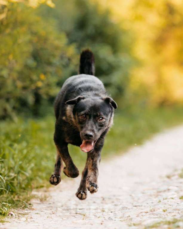 Собаки в Москве: Собака, которая верит в лучшее Девочка, Бесплатно - фото 2