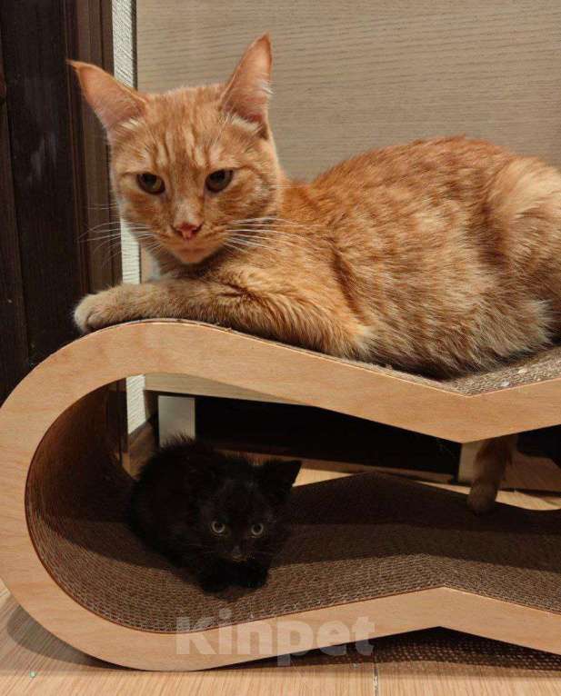 Кошки в Москве: кот Апероль ищет дом Мальчик, Бесплатно - фото 8