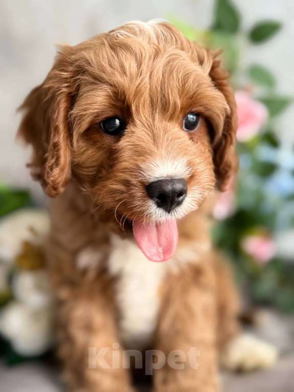 Собаки в Москве: Кавапу щенок Мальчик, Бесплатно - фото 3