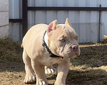 Собаки в Москве: Американский булли щенок Мальчик, Бесплатно - фото 3