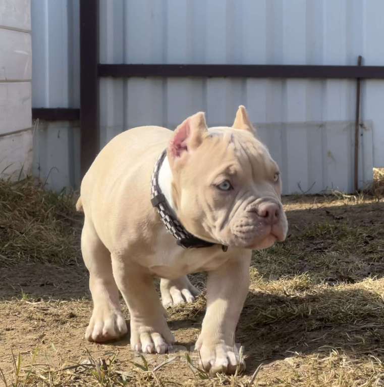 Собаки в Москве: Американский булли щенок Мальчик, Бесплатно - фото 3