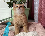 Кошки в Рыбинске: Шотландские котята Мальчик, 15 000 руб. - фото 3