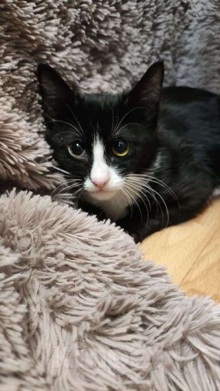 Кошки в Москве: В добрые руки котёнок маркизного окраса  Мальчик, Бесплатно - фото 1