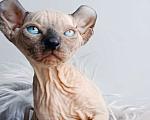 Кошки в Нефтекамске: канадский сфинкс эльф Мальчик, 45 000 руб. - фото 6