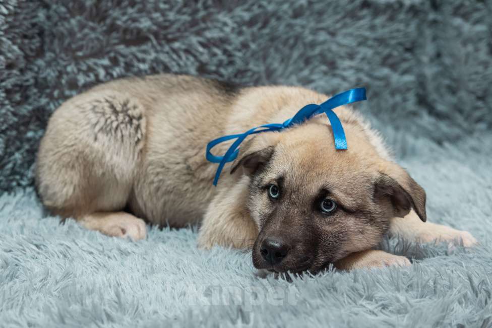 Собаки в Подольске: Атаману нужен дом  Мальчик, Бесплатно - фото 2
