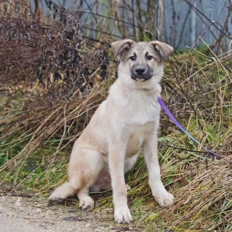 Собаки в Наро-Фоминске: Лорд якутенок в добрые руки Мальчик, Бесплатно - фото 6
