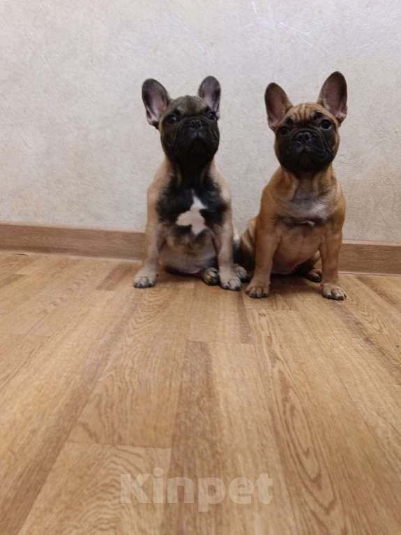 Собаки в Москве: Щенки Французского бульдога Мальчик, 50 000 руб. - фото 2