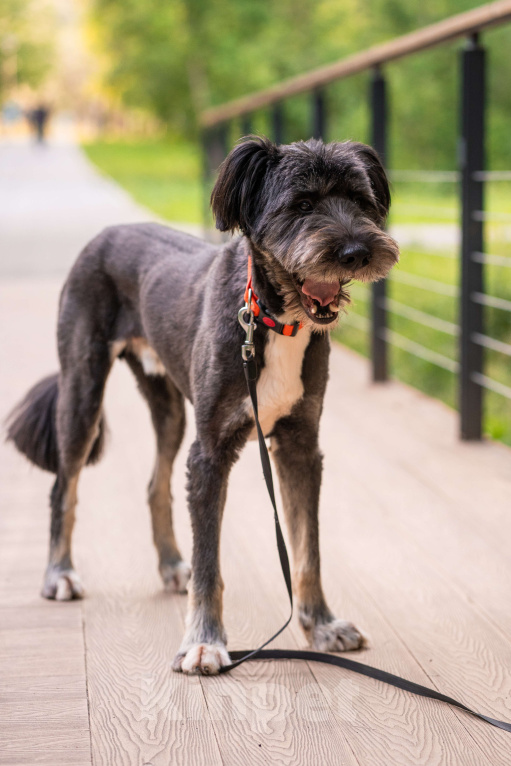 Собаки в Москве: Зелибоба (Боб) Мальчик, Бесплатно - фото 4