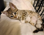 Кошки в Москве: Котенок девочка в добрые руки Девочка, Бесплатно - фото 6