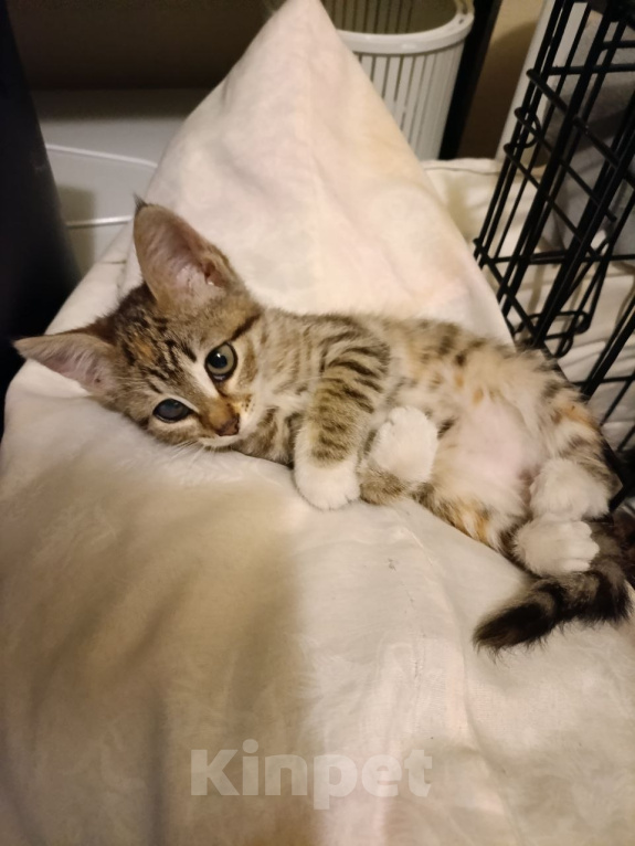 Кошки в Москве: Котенок девочка в добрые руки Девочка, Бесплатно - фото 6