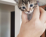 Кошки в Сафоново: Отдам котят в добрые руки Девочка, Бесплатно - фото 3