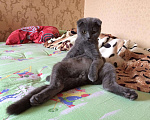 Кошки в Мелеузе: Вязка с шотландским вислоухим котом, 1 000 руб. - фото 4