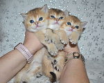 Кошки в Нолинске: Золотая британская шиншилла, 20 000 руб. - фото 7