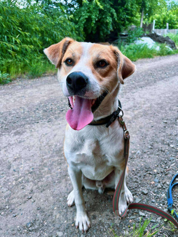 Собаки в Краснодаре: Собака в добрые руки Мальчик, Бесплатно - фото 1