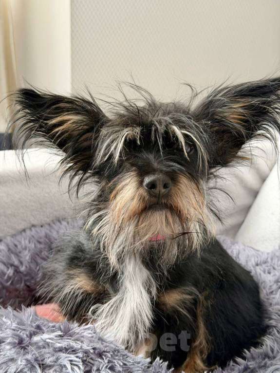 Собаки в Рузе: Эля в добрые руки Девочка, Бесплатно - фото 6