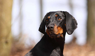 Австрийская гончая