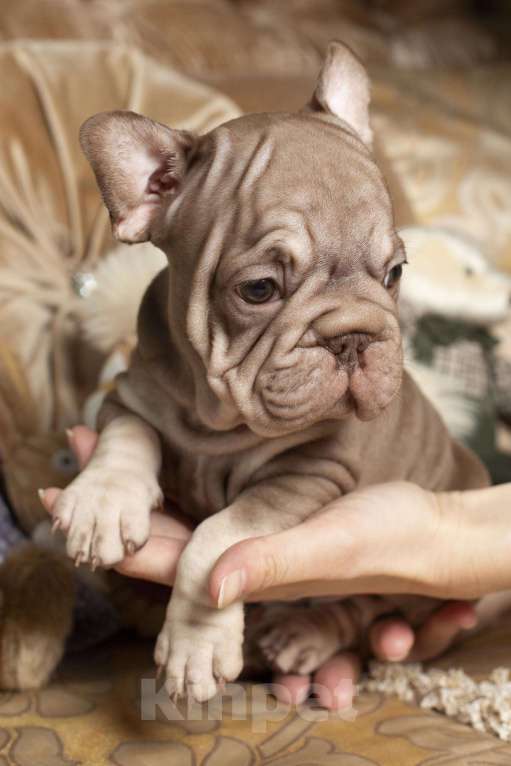 Собаки в Москве: Французский бульдог, щенок Девочка, 70 000 руб. - фото 3