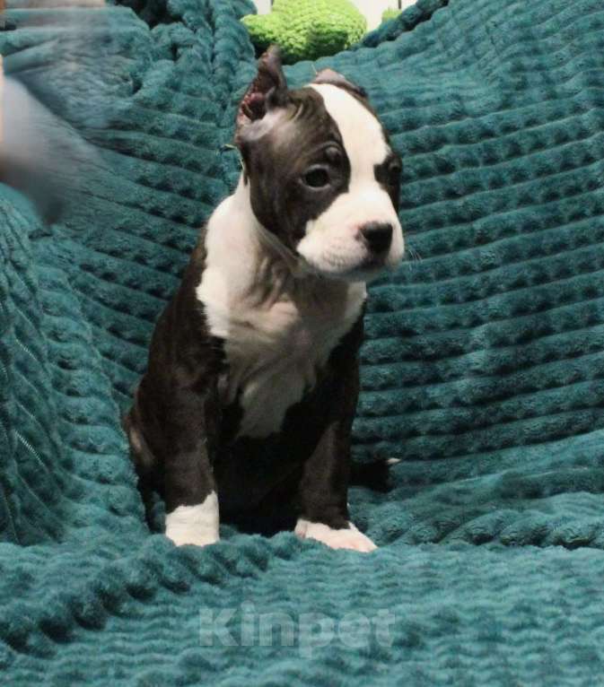 Собаки в других городах Московской области: Девочка американского стаффордширского терьера Девочка, 50 000 руб. - фото 7