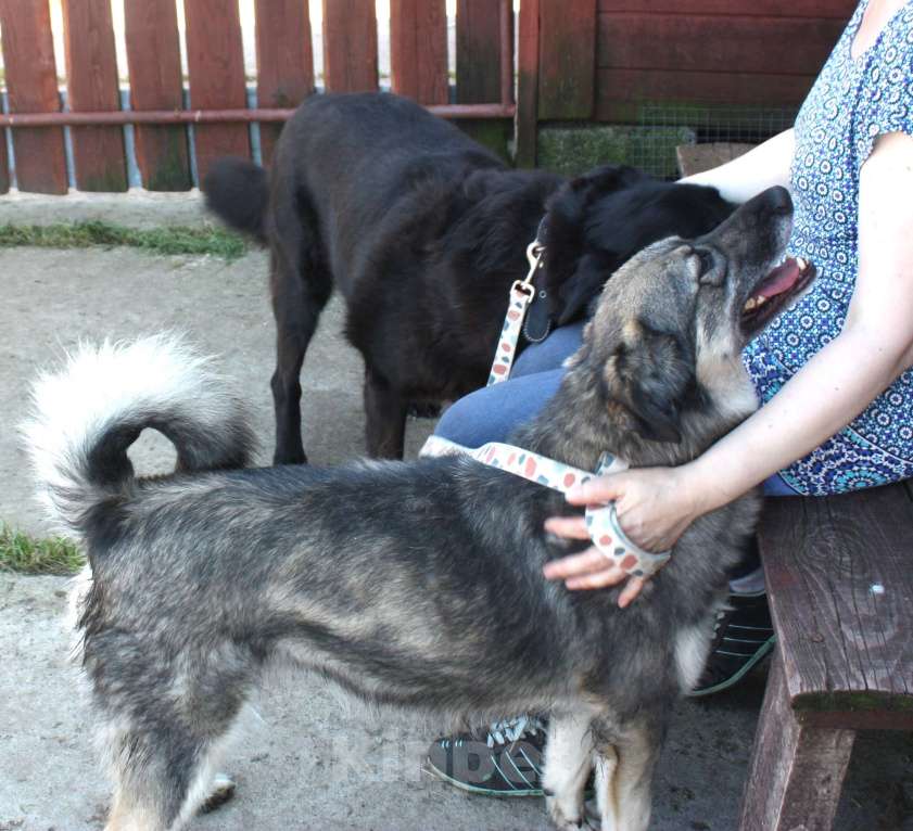 Собаки в Москве: Ласковая, жизнерадостная, позитивная Златочка ждет свою семью, мечтает о доме. Девочка, Бесплатно - фото 8