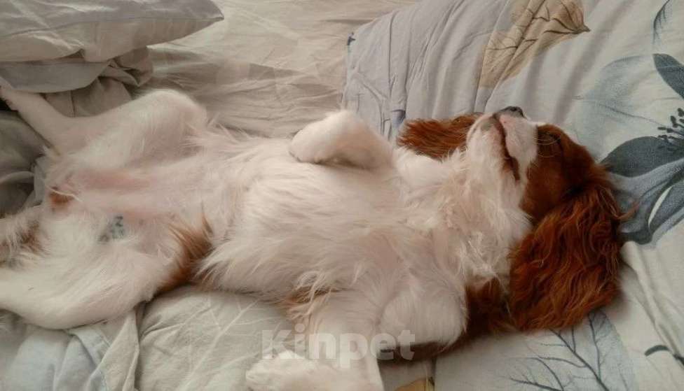 Собаки в других городах Московской области: Девочка 7 месяцев Девочка, 55 000 руб. - фото 3