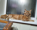 Кошки в Омске: Котята породы мейн-кун Девочка, 10 000 руб. - фото 6