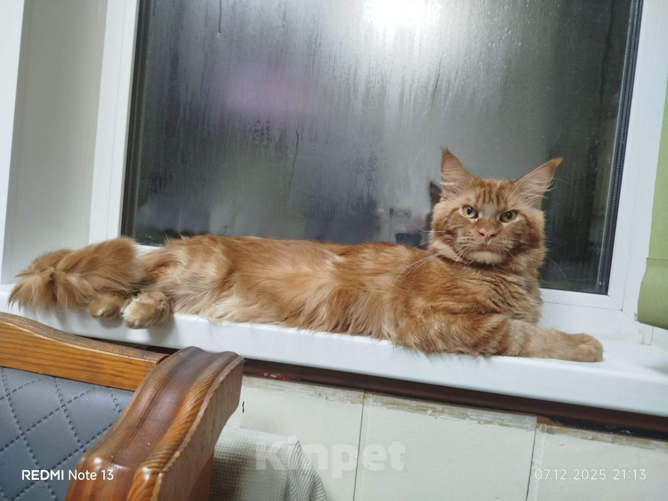 Кошки в Омске: Котята породы мейн-кун Девочка, 10 000 руб. - фото 6