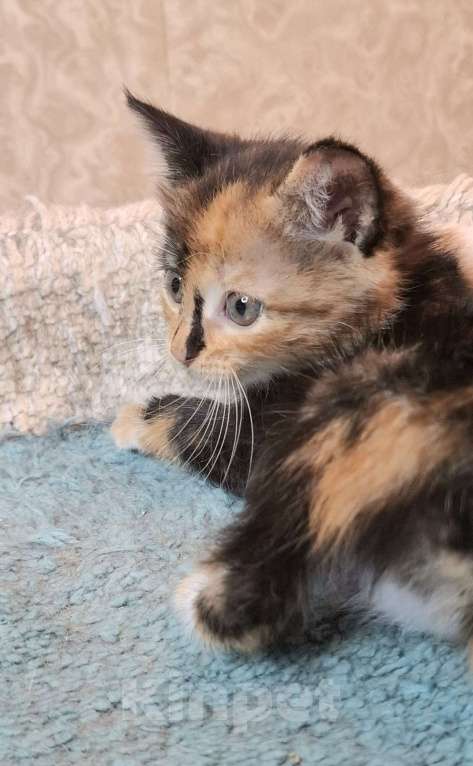 Кошки в Москве: Трехцветный котёнок в добрые руки  Девочка, Бесплатно - фото 2