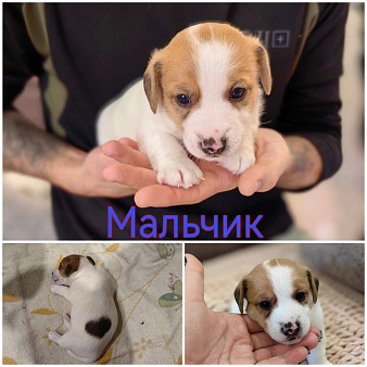 Щенки открыты к бронированию