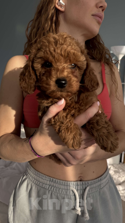 Собаки в Москве:  Щенок Мальтипу f2 девочка  Девочка, 150 000 руб. - фото 3