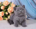 Кошки в Мурином: Британский голубой котик Мальчик, 25 000 руб. - фото 1
