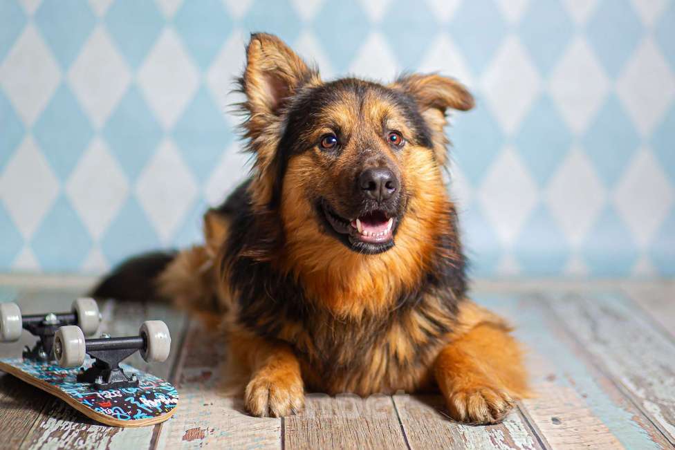 Собаки в Москве: Пушистый большой добряк Большой в добрые руки Мальчик, 1 руб. - фото 9