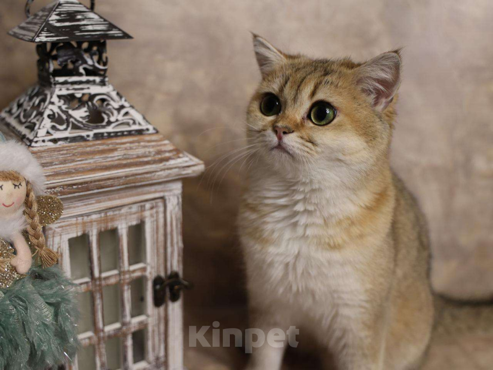 Кошки в Москве: Шотландский прямоухий короткошёрстный котёнок Девочка, 35 000 руб. - фото 5