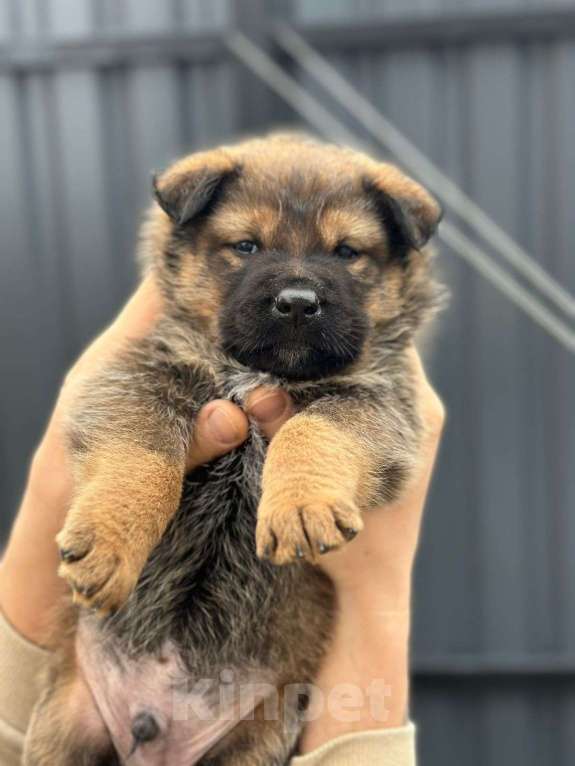 Собаки в Ногинске: Славный щенок в добрые руки Мальчик, Бесплатно - фото 1