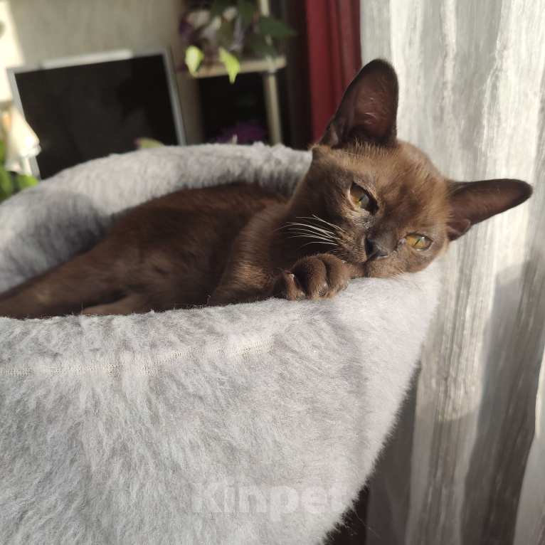 Кошки в Москве: Котята европейской бурмы Девочка, 50 000 руб. - фото 3