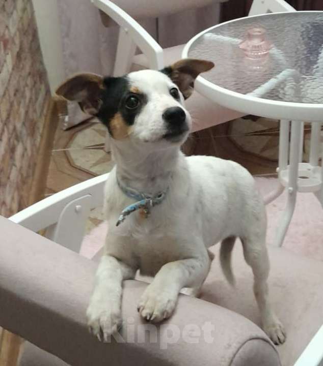 Собаки в Москве: Белый щенок в дар Девочка, Бесплатно - фото 2