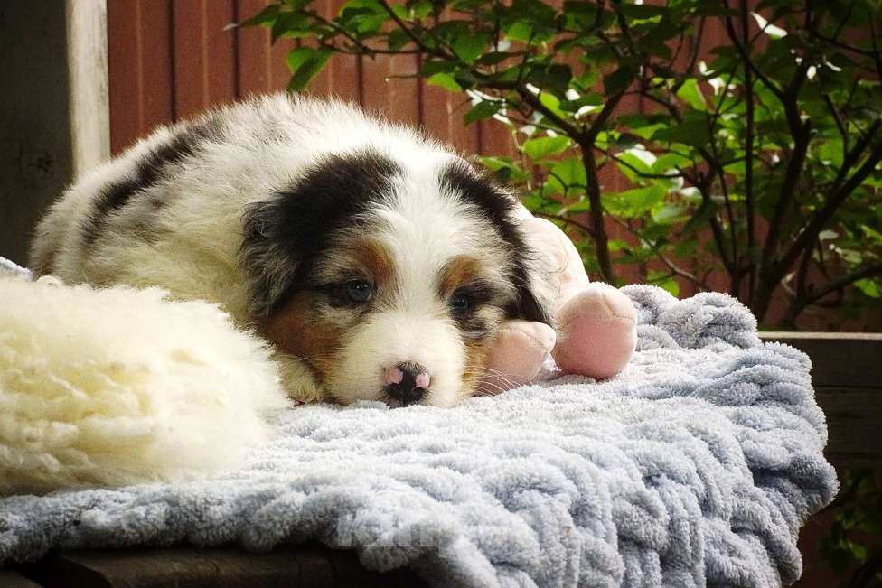 Собаки в Ростове-на-Дону: Мальчики аусси Мальчик, Бесплатно - фото 6