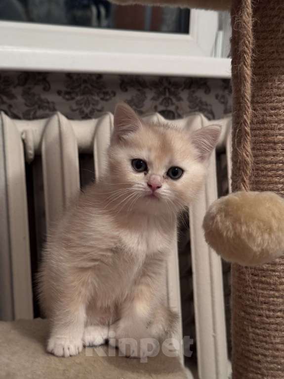 Кошки в Воронеже: Мальчик - британская шиншилла  Мальчик, Бесплатно - фото 2