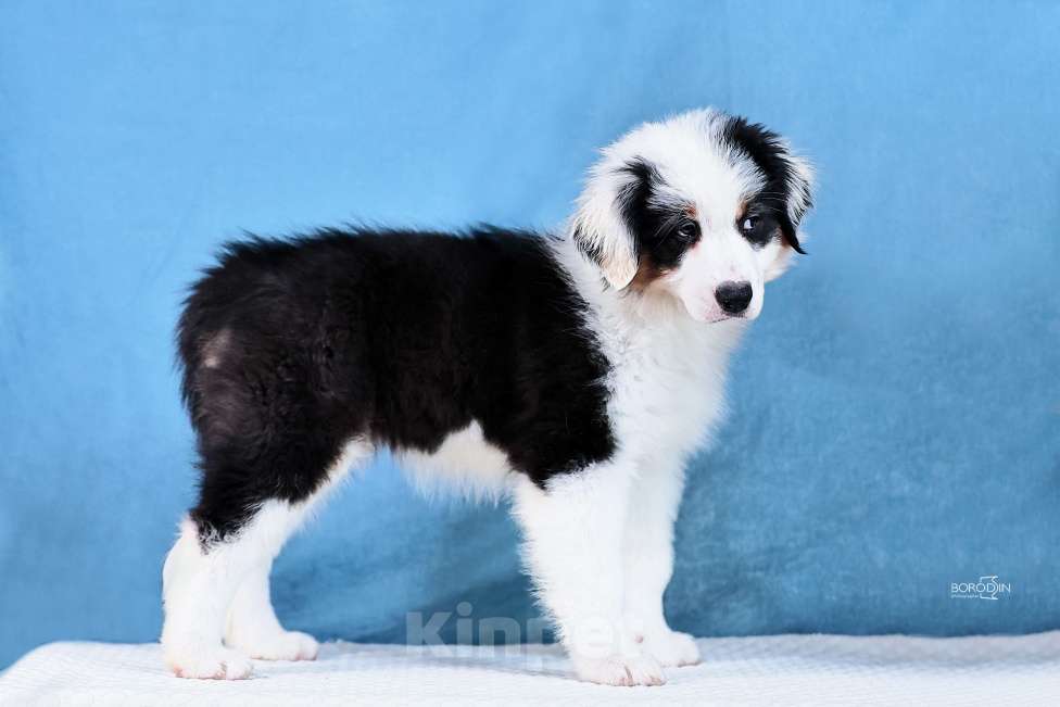 Собаки в других городах Новосибирской области: Щенки австралийской овчарки Девочка, Бесплатно - фото 2