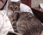 Кошки в Санкт-Петербурге: Добрая нежная кошка в добрые руки Девочка, Бесплатно - фото 2