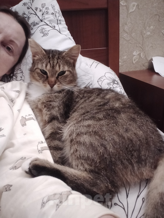 Кошки в Санкт-Петербурге: Добрая нежная кошка в добрые руки Девочка, Бесплатно - фото 2