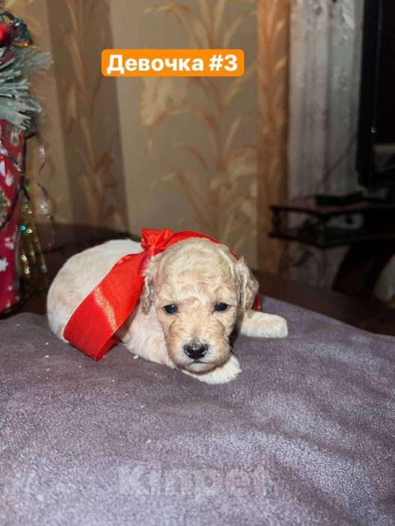 Собаки в Кисловодске: Продаются щенки Карликового пуделя Разнополые, 50 000 руб. - фото 6