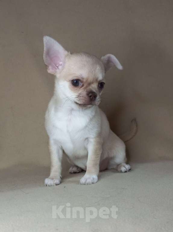 Собаки в Новосибирске: Девочка цвета мёд Девочка, Бесплатно - фото 4